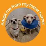 Enlarge Penelope, a ADOPTABLE Chihuahua in Hilliard, OH image 4/4