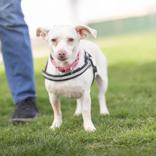 Enlarge Penelope, a ADOPTABLE Chihuahua in Hilliard, OH image 1/4