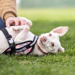 Enlarge Penelope, a ADOPTABLE Chihuahua in Hilliard, OH image 2/4