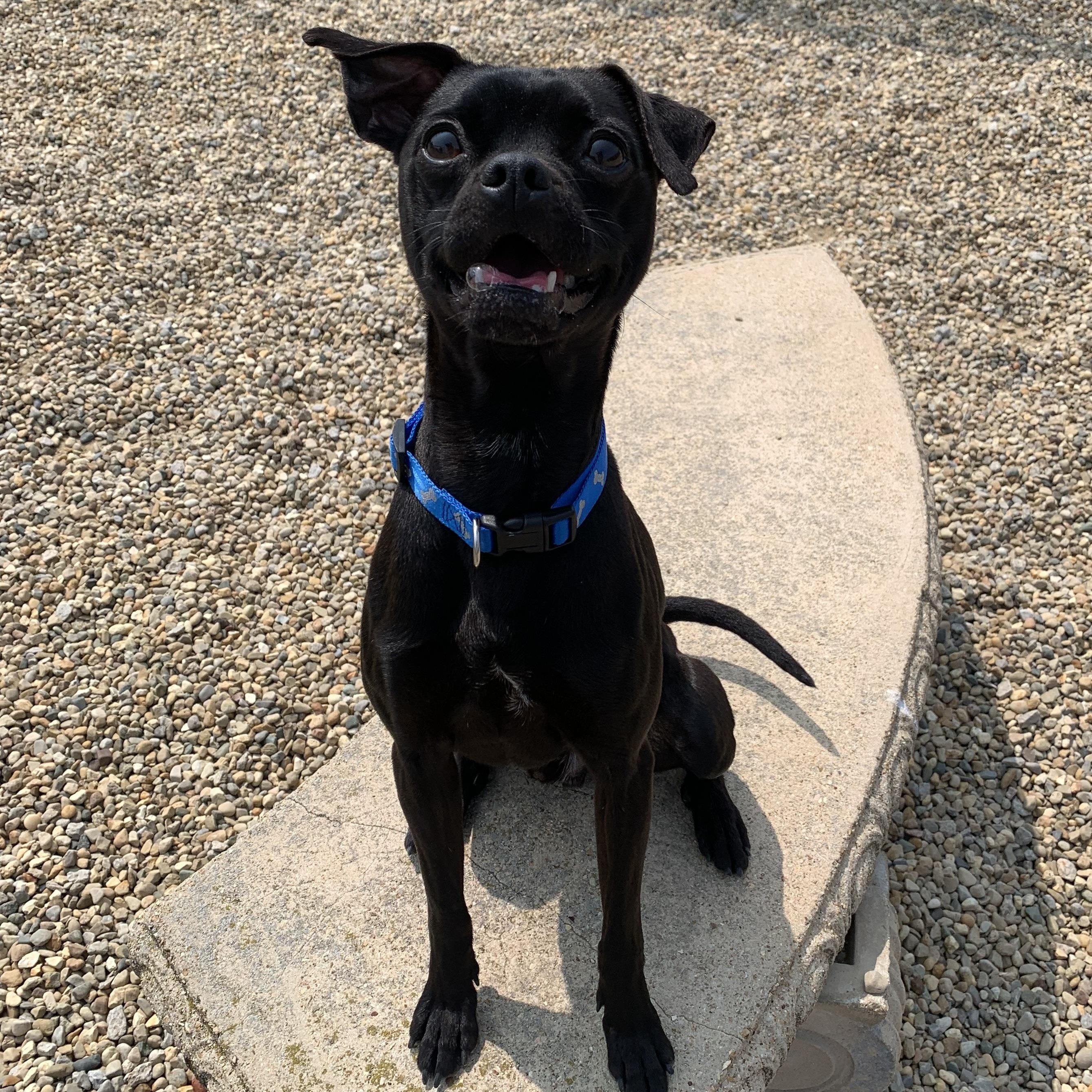 Smokey, Adult Male Chihuahua