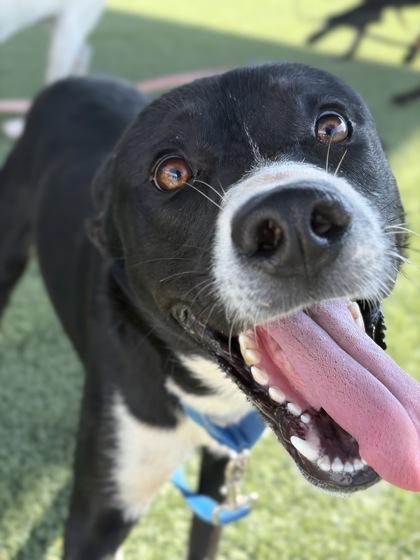Boba, Adoptable, Puppy Male Border Collie & Husky.