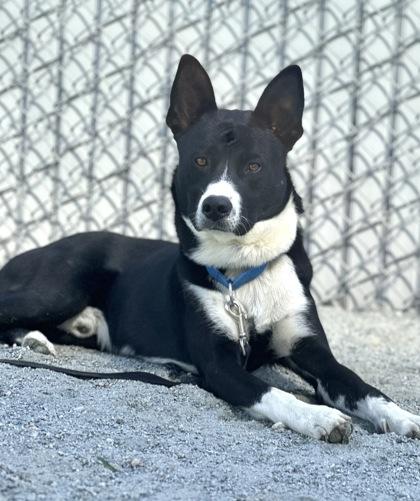 Enlarge Boba, a Adoptable mixed breed in Fresno, CA image 2/3