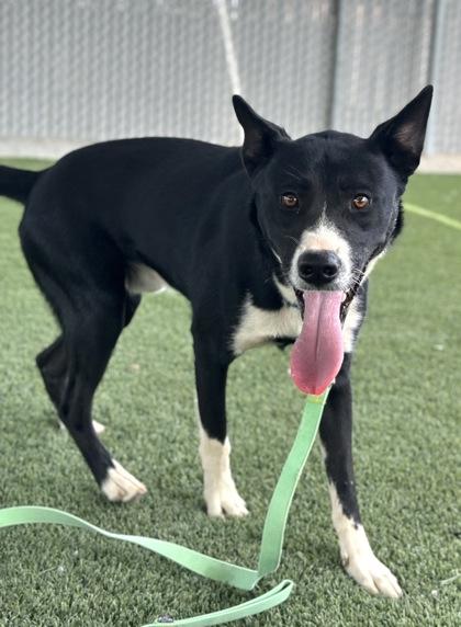 Enlarge Boba, a Adoptable mixed breed in Fresno, CA image 3/3