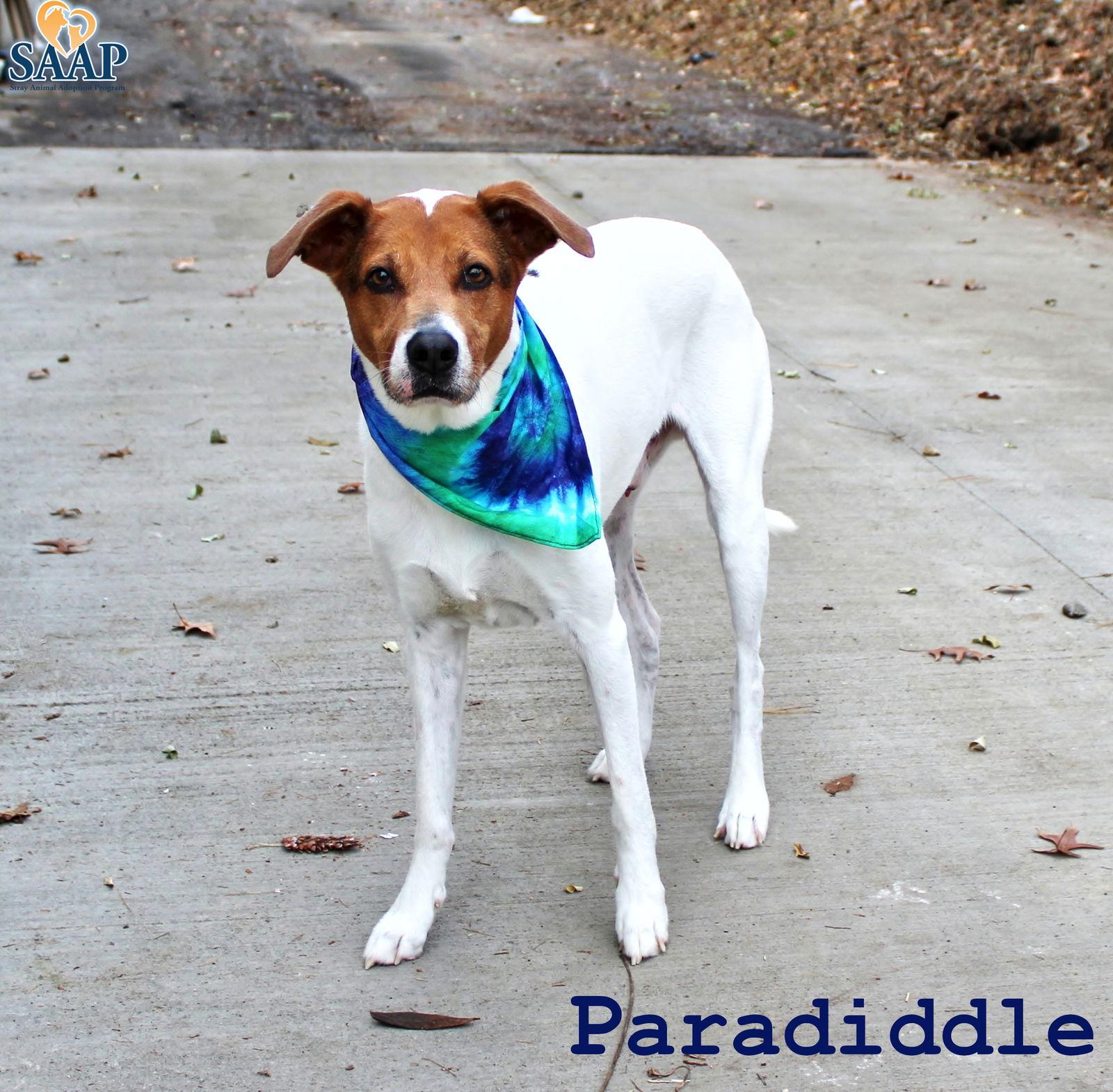 Paradiddle — thumbnail 2