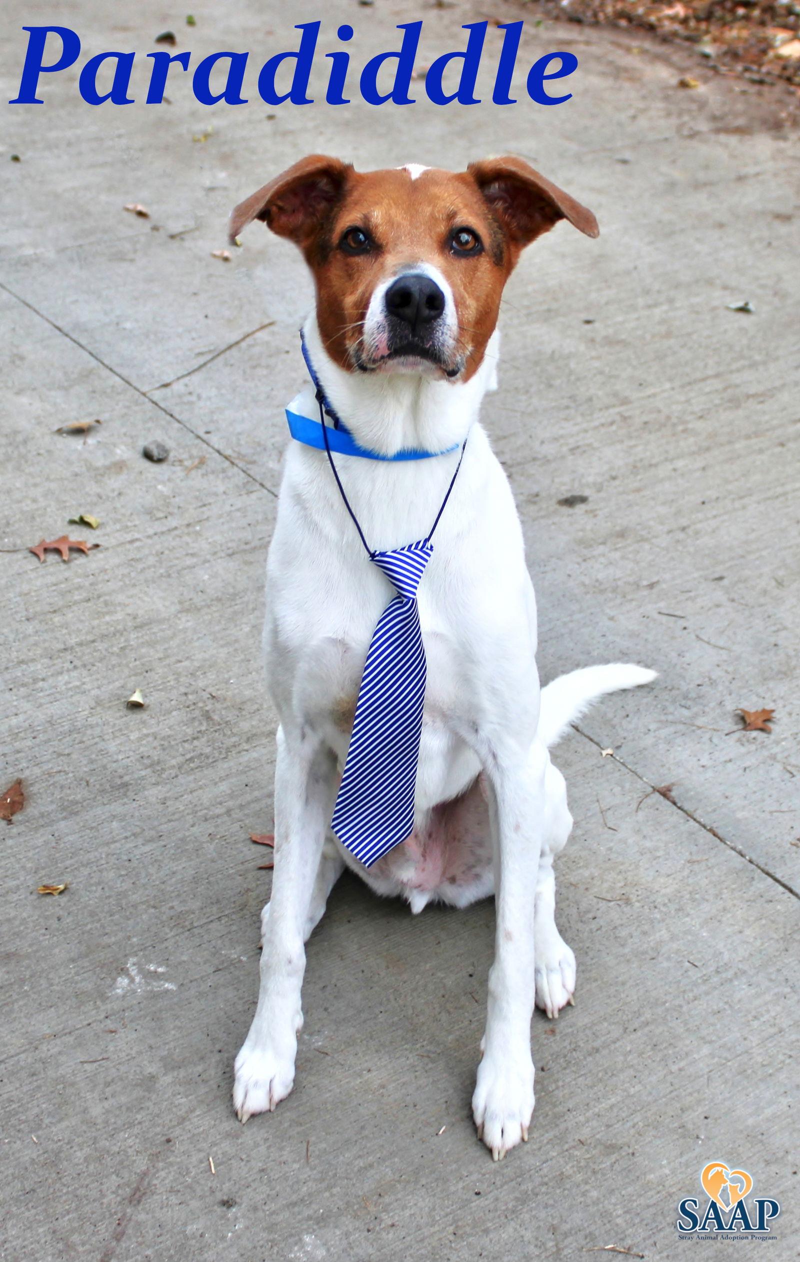 Paradiddle — thumbnail 3