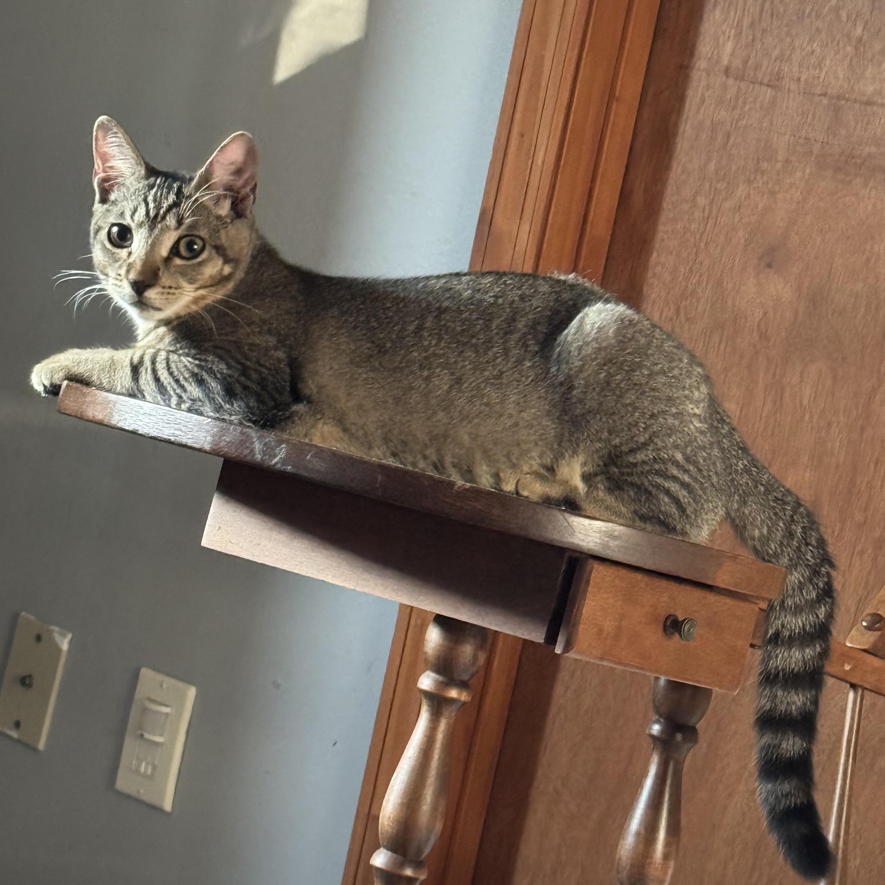 Honey, Adoptable, Young Female Abyssinian & American Shorthair.