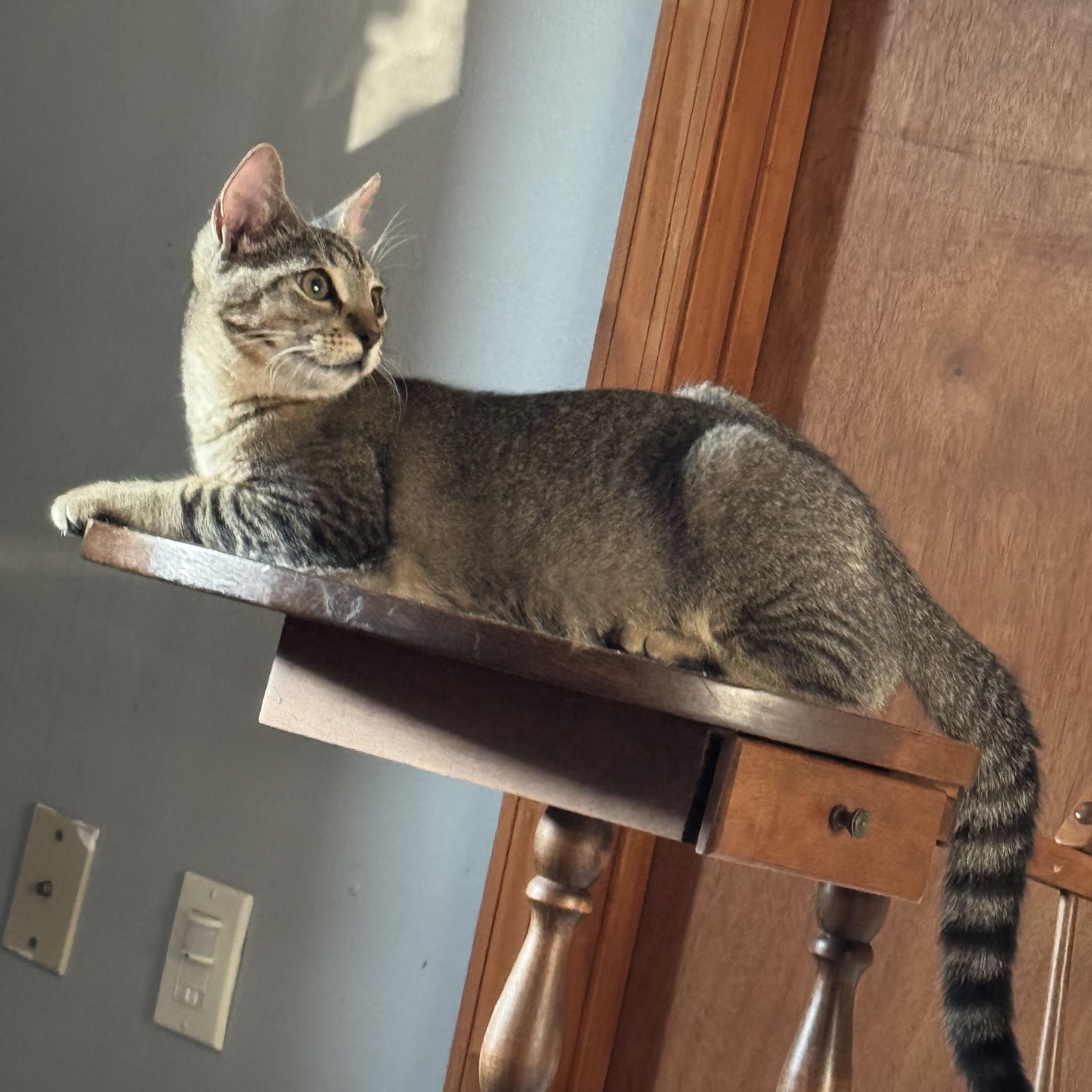 Enlarge Honey, a Adoptable mixed breed in Kissimmee, FL image 2/6