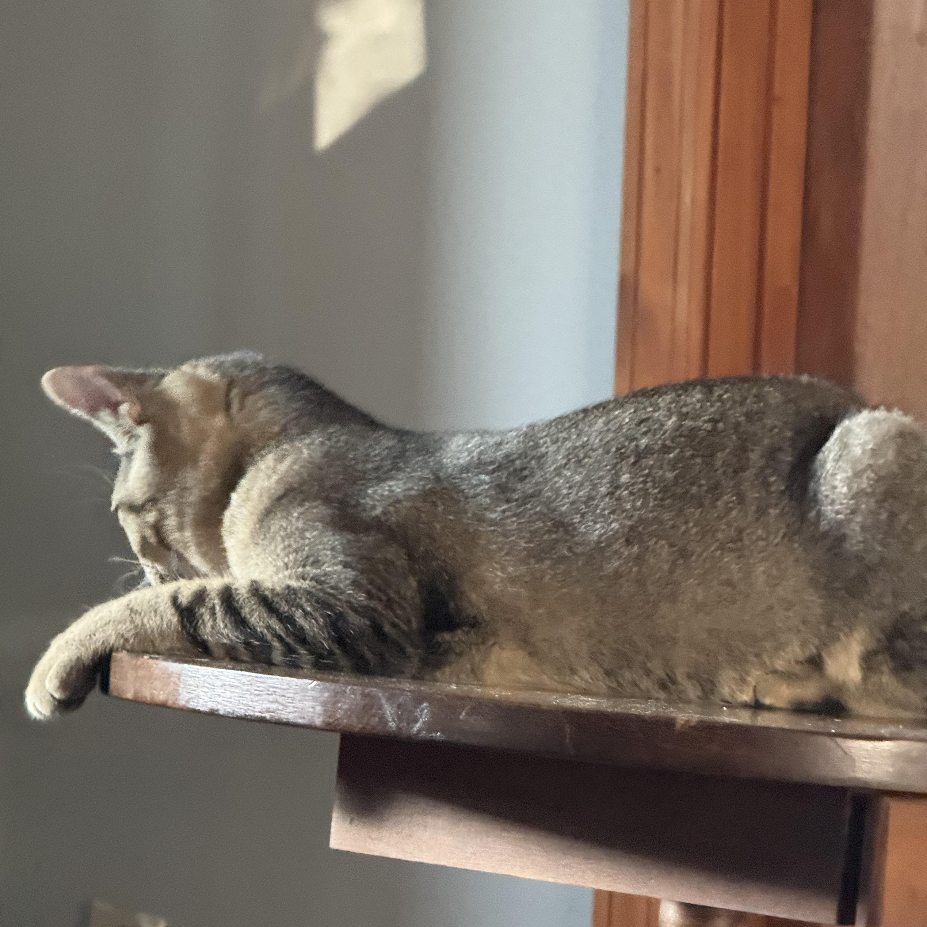 Honey, an adoptable Abyssinian, American Shorthair in Kissimmee, FL, 34743 | Photo Image 3