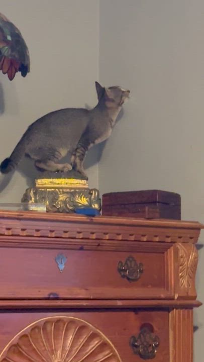 Enlarge Honey, a Adoptable mixed breed in Kissimmee, FL video 4/6