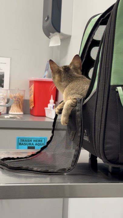 Enlarge Honey, a Adoptable mixed breed in Kissimmee, FL video 5/6