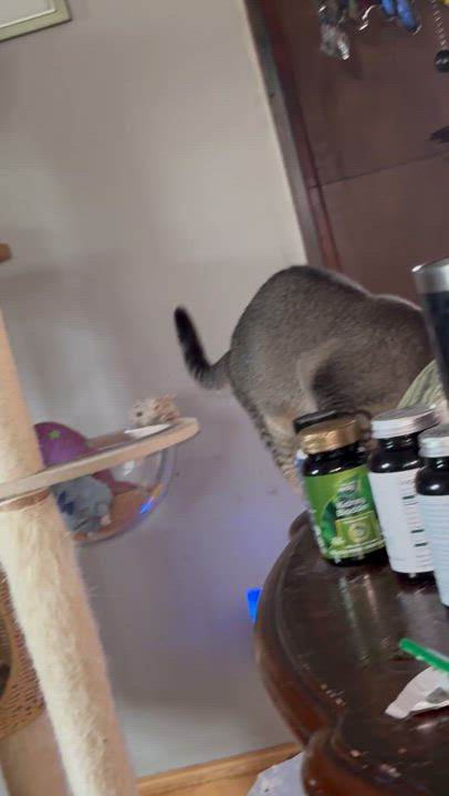 Enlarge Honey, a Adoptable mixed breed in Kissimmee, FL video 6/6