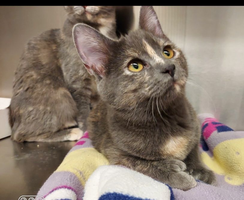 Sidney Ii thumbnail 2