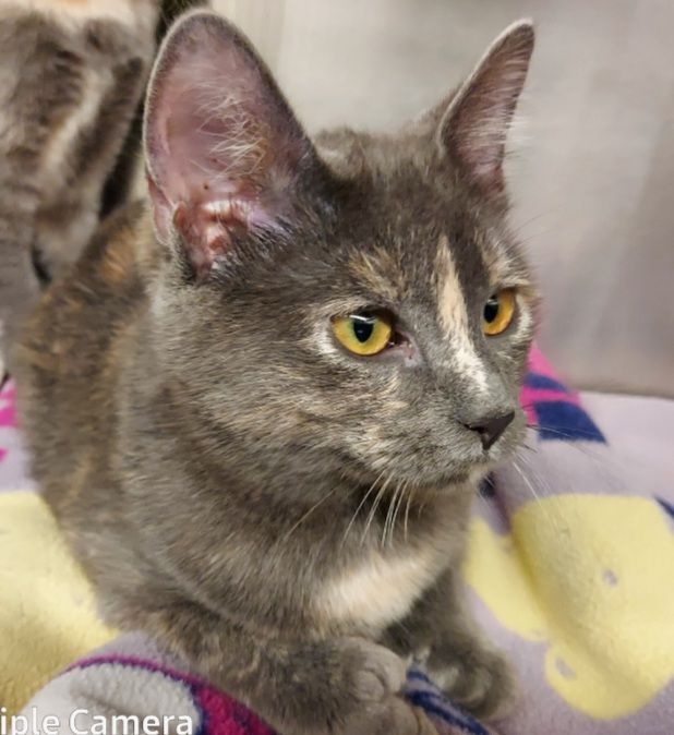 Sidney Ii thumbnail 3