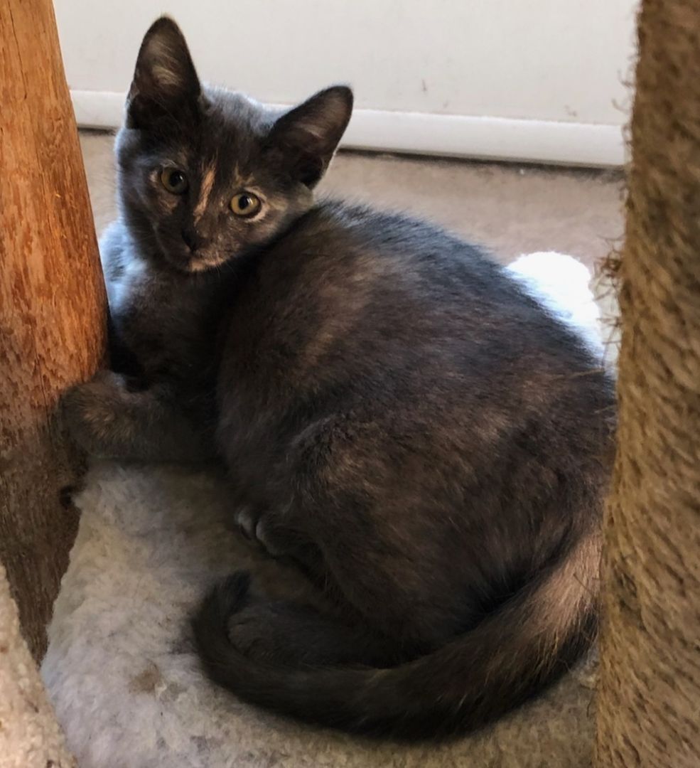 Sidney Ii thumbnail 4