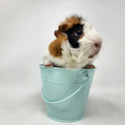 Milo, a Adoptable mixed breed in Largo, FL image 3/5