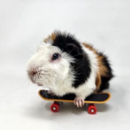 Enlarge Milo, a Adoptable mixed breed in Largo, FL image 4/5