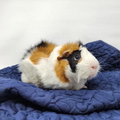 Milo, Adoptable, Adult Male Guinea Pig & Guinea Pig.