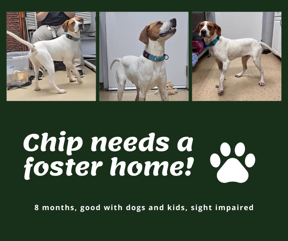 Needs Foster Chip (GA), ADOPTABLE, Young Male English Pointer.