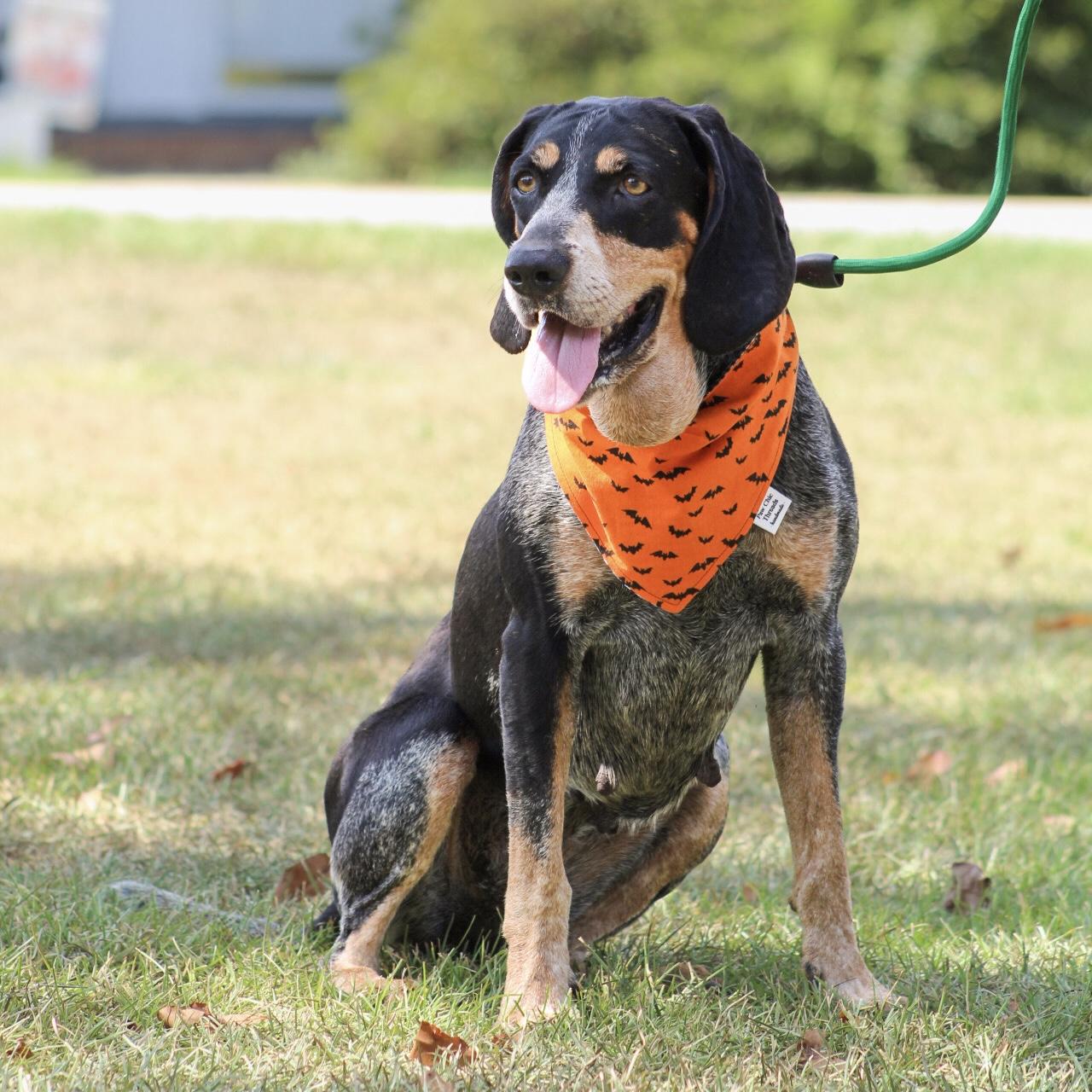 Enlarge Carolina Gold, a Adoptable Bluetick Coonhound in Northwood, NH image 3/6