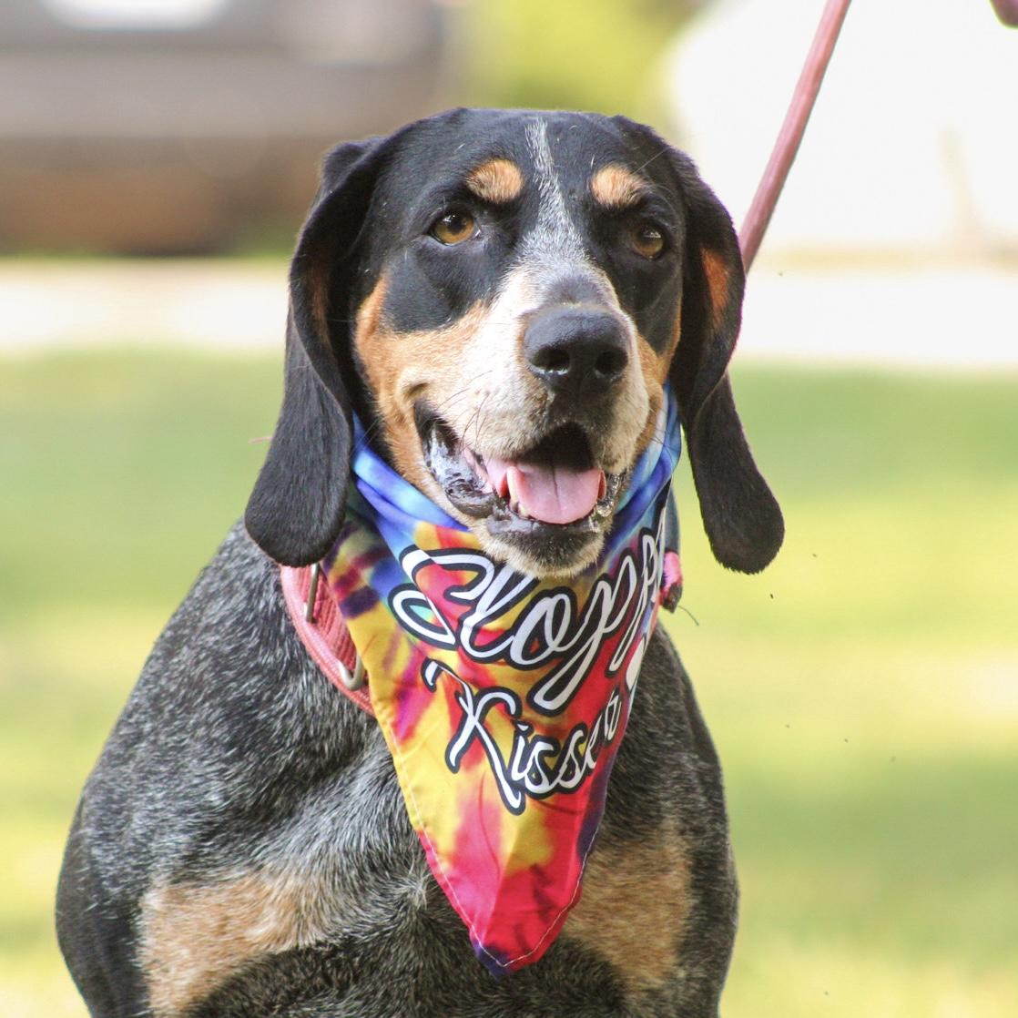 Enlarge Carolina Gold, a Adoptable Bluetick Coonhound in Northwood, NH image 2/6