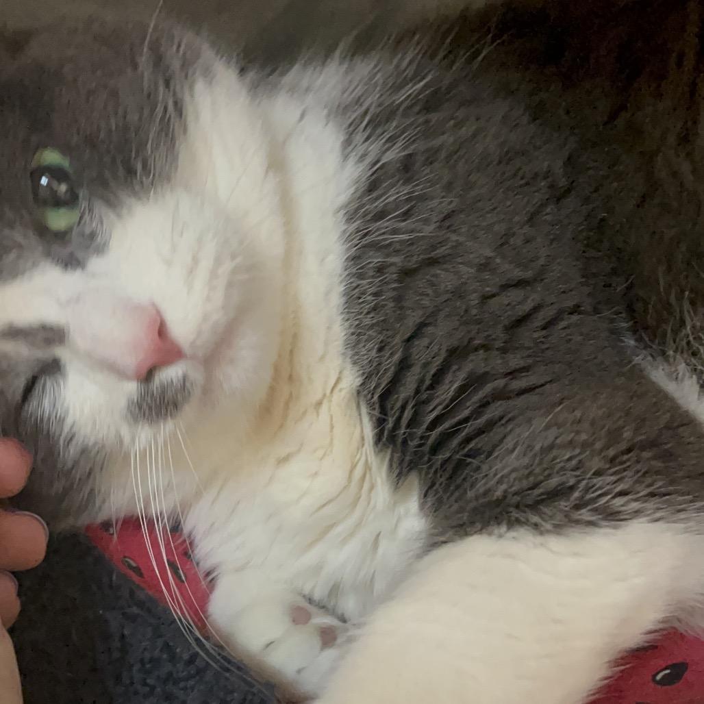 Hera, a Adoptable Domestic Short Hair in Charlottesville, VA image 1/6