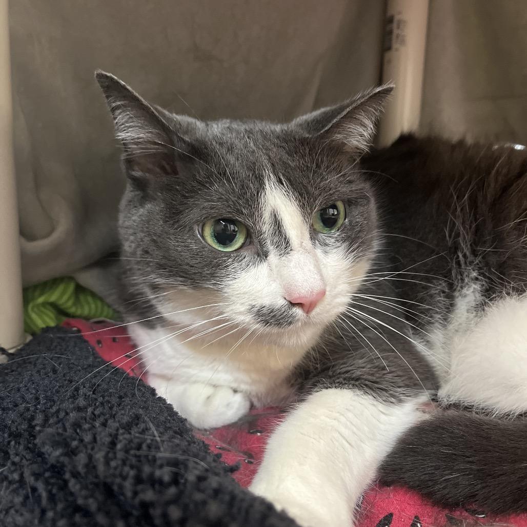 Hera, a Adoptable Domestic Short Hair in Charlottesville, VA image 2/6