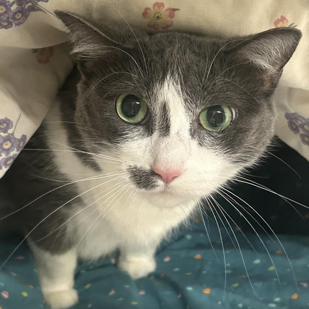 Hera, a Adoptable Domestic Short Hair in Charlottesville, VA image 3/6