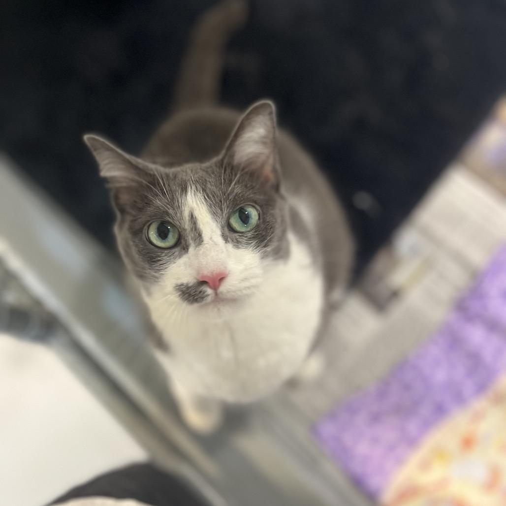 Hera, a Adoptable Domestic Short Hair in Charlottesville, VA image 4/6