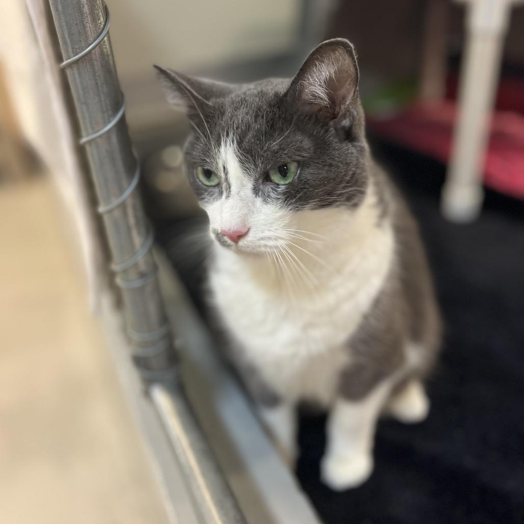 Hera, a Adoptable Domestic Short Hair in Charlottesville, VA image 5/6