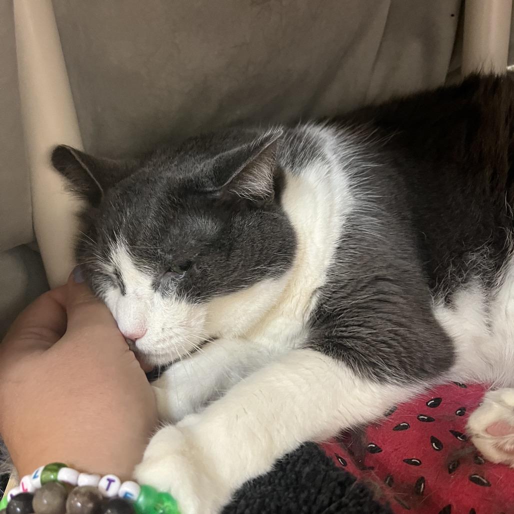 Hera, a Adoptable Domestic Short Hair in Charlottesville, VA image 6/6