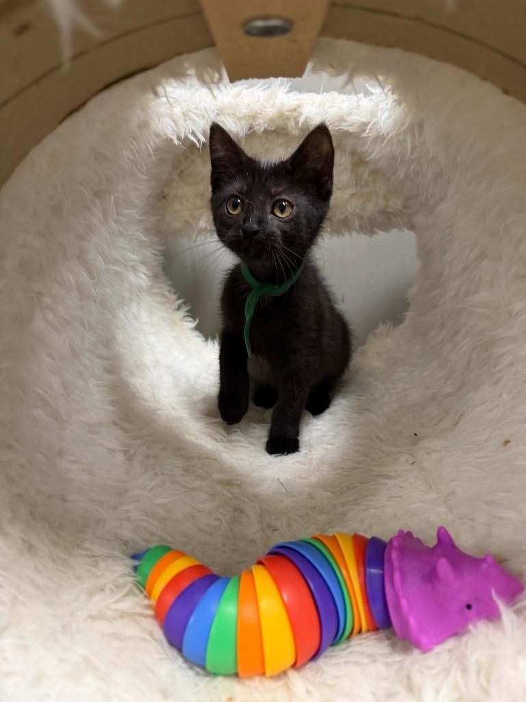 Enlarge Hennessy, a Adoptable mixed breed in Pierceton, IN image 1/6