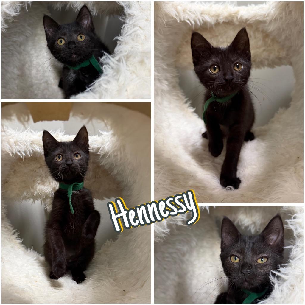 Enlarge Hennessy, a Adoptable mixed breed in Pierceton, IN image 2/6