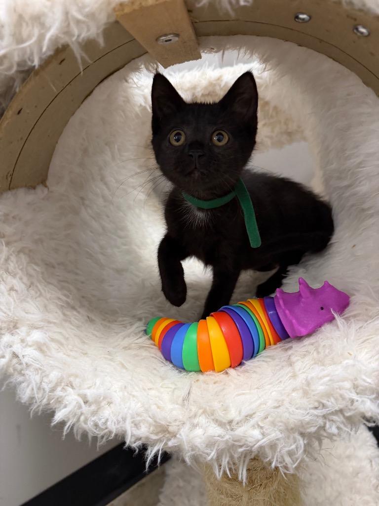Enlarge Hennessy, a Adoptable mixed breed in Pierceton, IN image 3/6