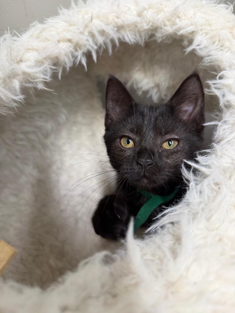 Enlarge Hennessy, a Adoptable mixed breed in Pierceton, IN image 4/6