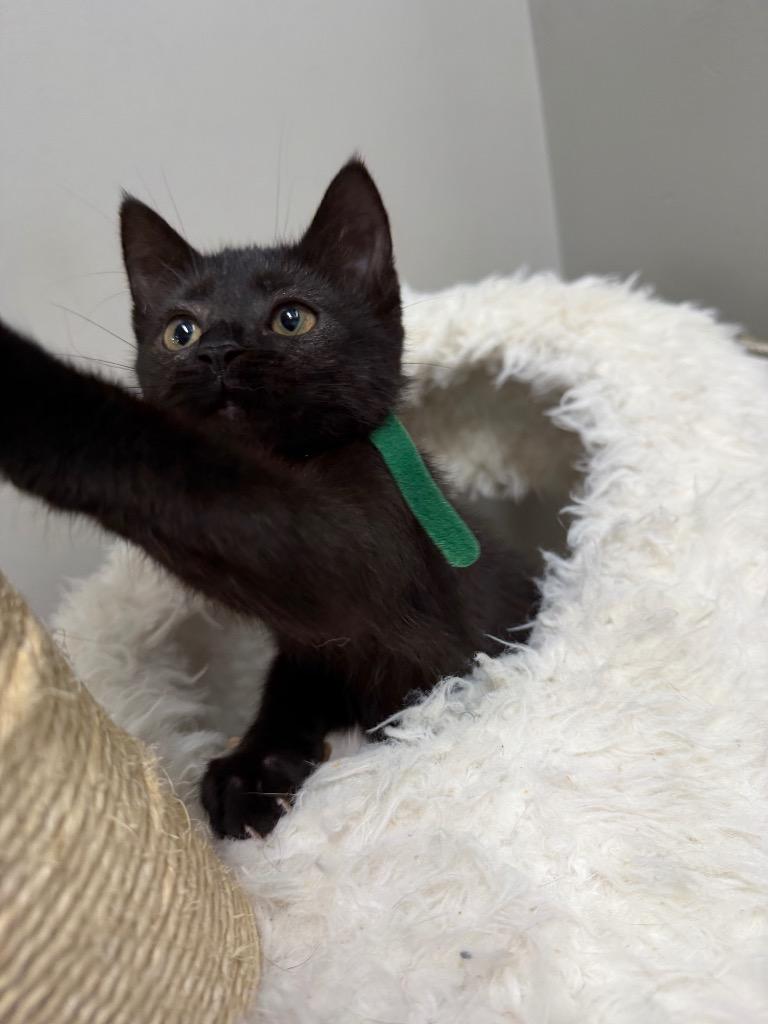 Enlarge Hennessy, a Adoptable mixed breed in Pierceton, IN image 5/6