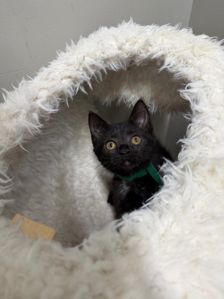 Enlarge Hennessy, a Adoptable mixed breed in Pierceton, IN image 6/6
