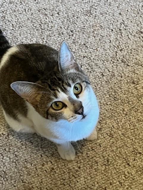 Enlarge F55-25 Lilly, a Adoptable American Shorthair in Nassau Bay, TX image 1/4