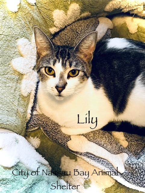 Enlarge F55-25 Lilly, a Adoptable American Shorthair in Nassau Bay, TX image 2/4
