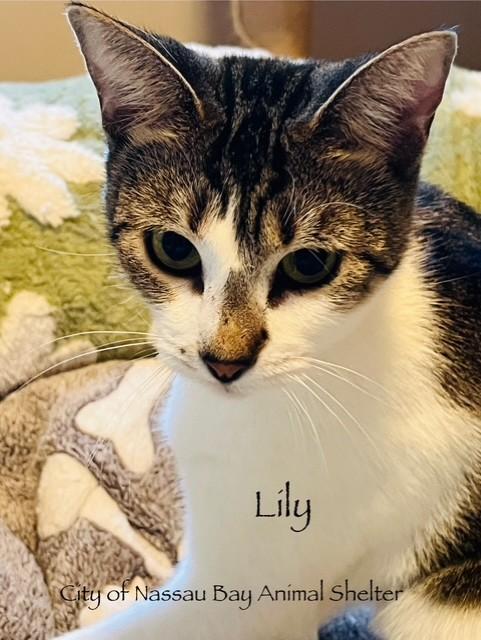 Enlarge F55-25 Lilly, a Adoptable American Shorthair in Nassau Bay, TX image 4/4