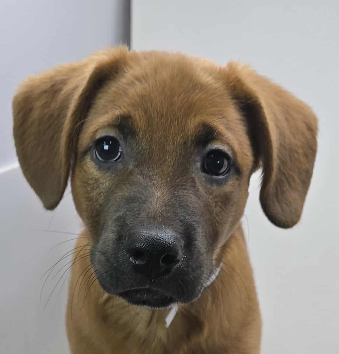 Meet Jasper Jade a 10 week old 10 pound as of 721 adorable BoxerPointer mix This delightful 