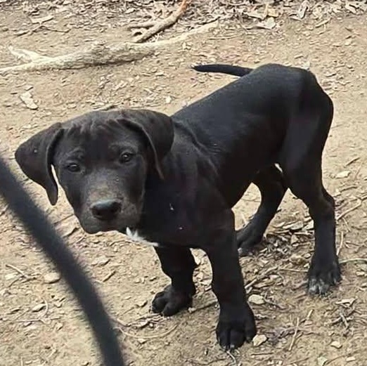 Atlas, ADOPTABLE, Young Male Great Dane.