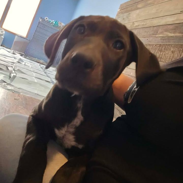 Enlarge Atlas, a ADOPTABLE mixed breed in Effingham, IL image 2/2