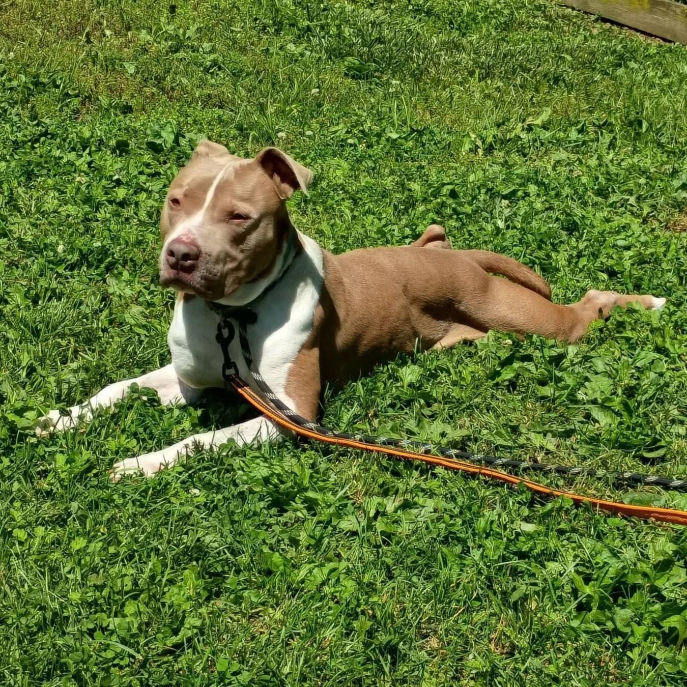 Franco, a ADOPTABLE mixed breed in Phoenixville, PA image 3/6