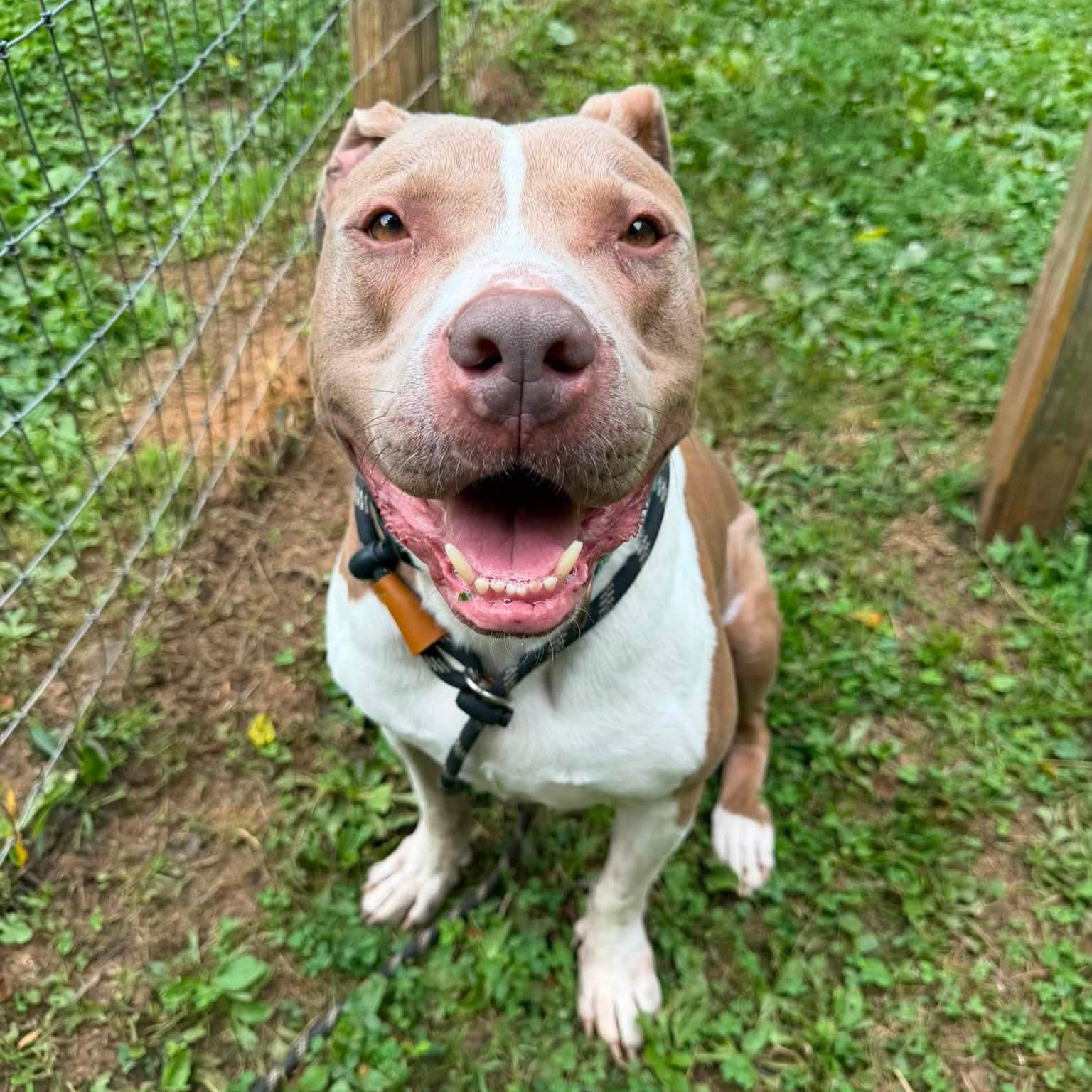 Enlarge Franco, a ADOPTABLE mixed breed in Phoenixville, PA image 4/6