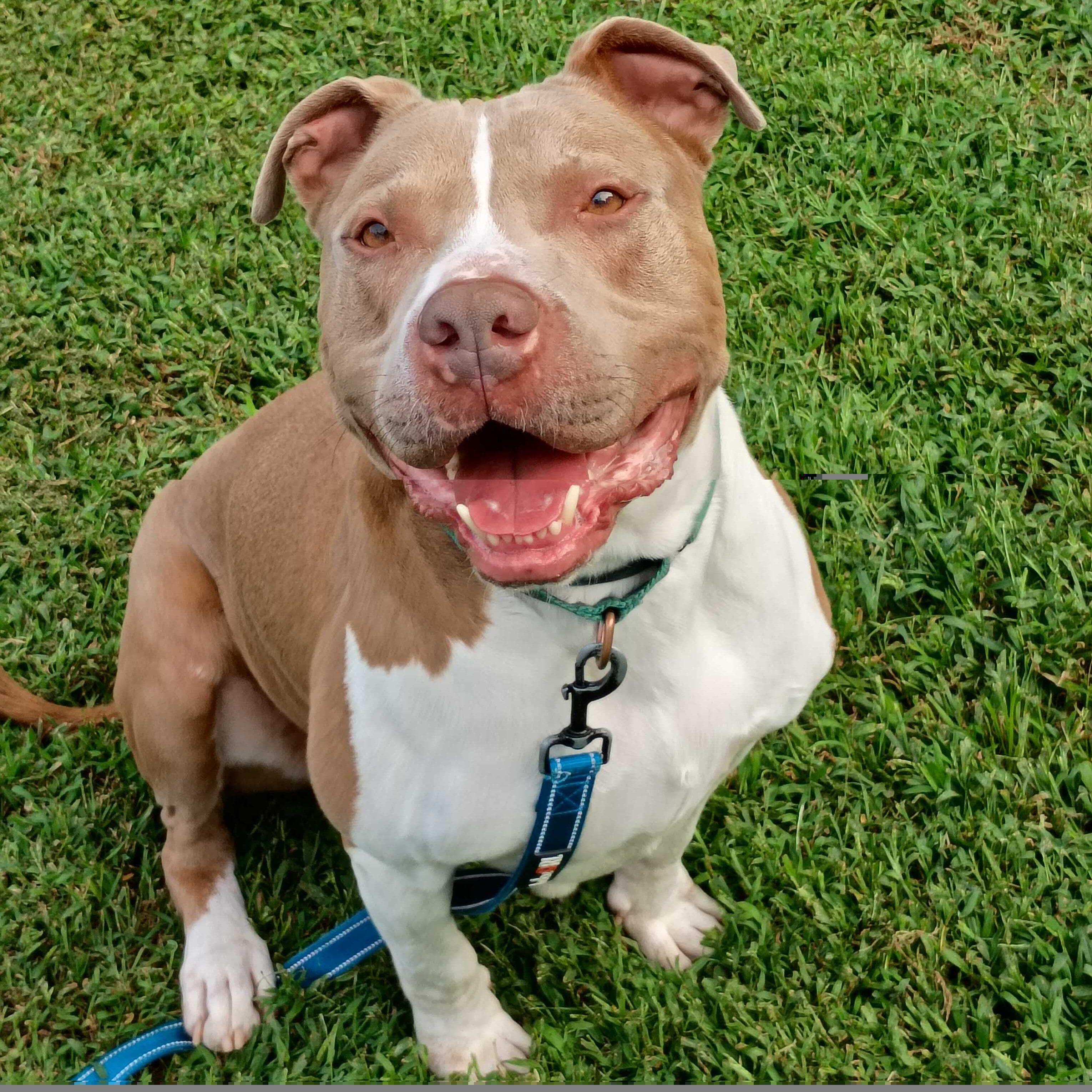 Franco, Adoptable, Adult Male Pit Bull Terrier.