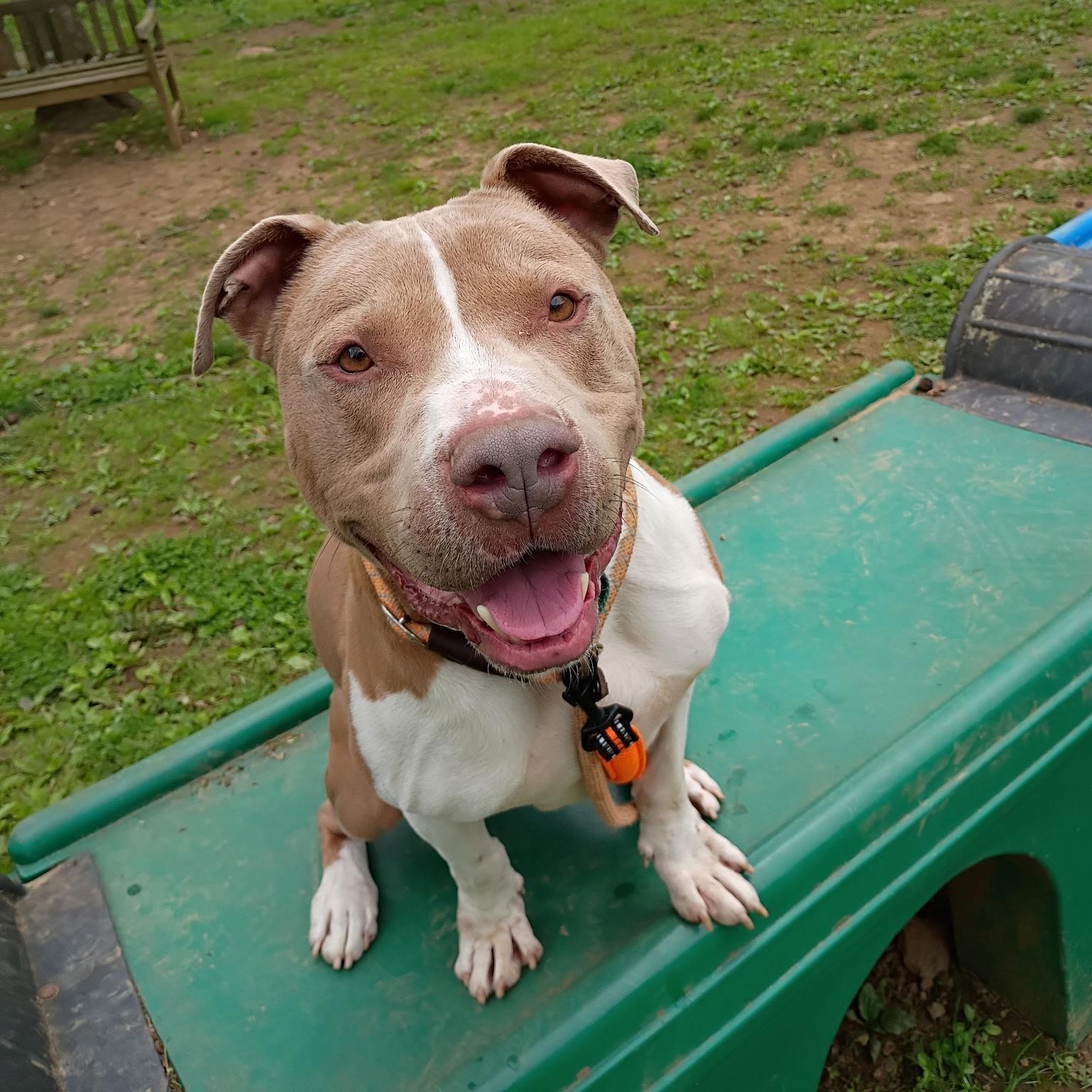 Franco, a ADOPTABLE mixed breed in Phoenixville, PA image 2/6