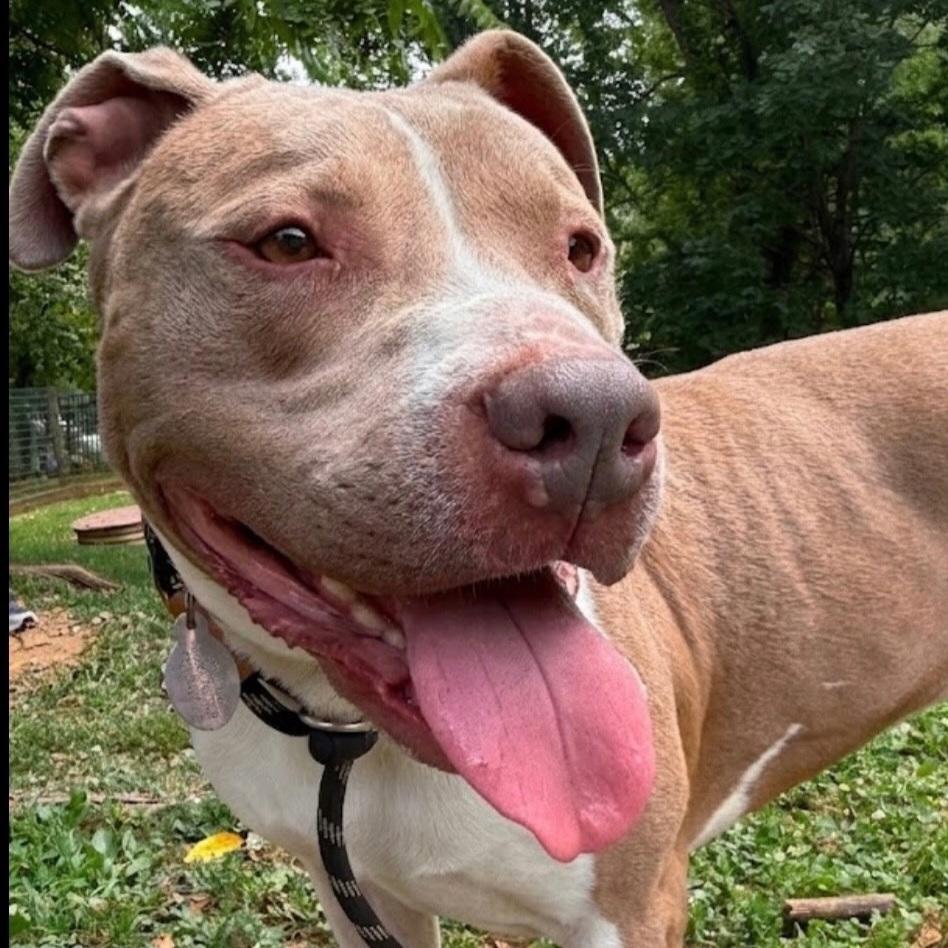 Franco, a ADOPTABLE mixed breed in Phoenixville, PA image 2/6