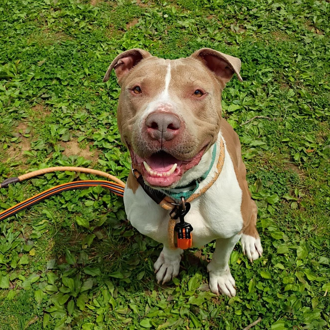 Franco, a ADOPTABLE mixed breed in Phoenixville, PA image 4/6