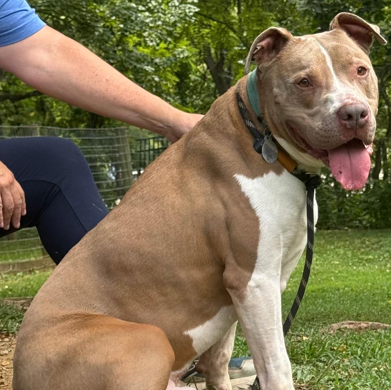 Franco, a ADOPTABLE mixed breed in Phoenixville, PA image 4/6