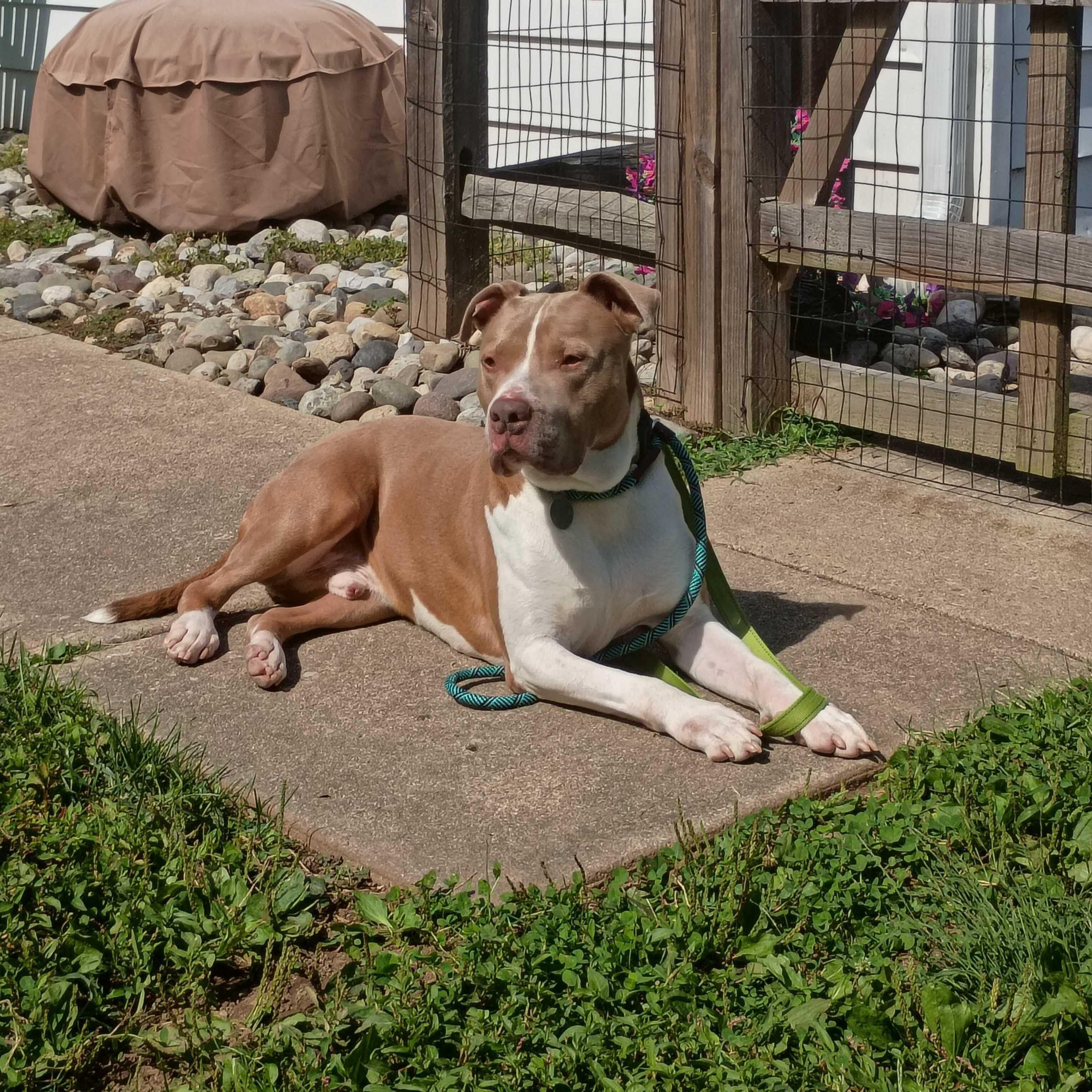 Enlarge Franco, a Adoptable mixed breed in Phoenixville, PA image 5/6